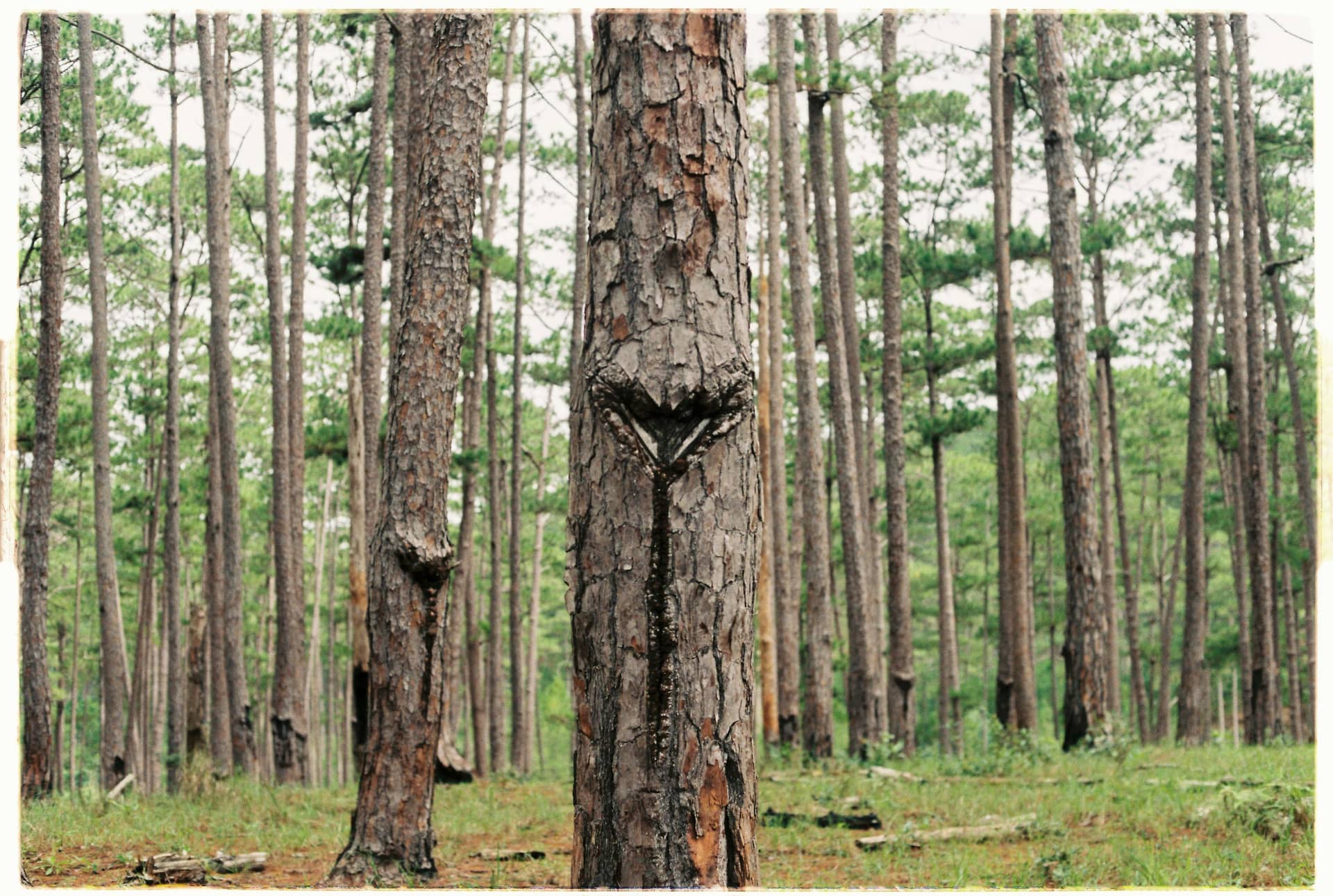 Tree Talkers - Nature camp for Ages: 7-12 by Piedmont Wildlife Center