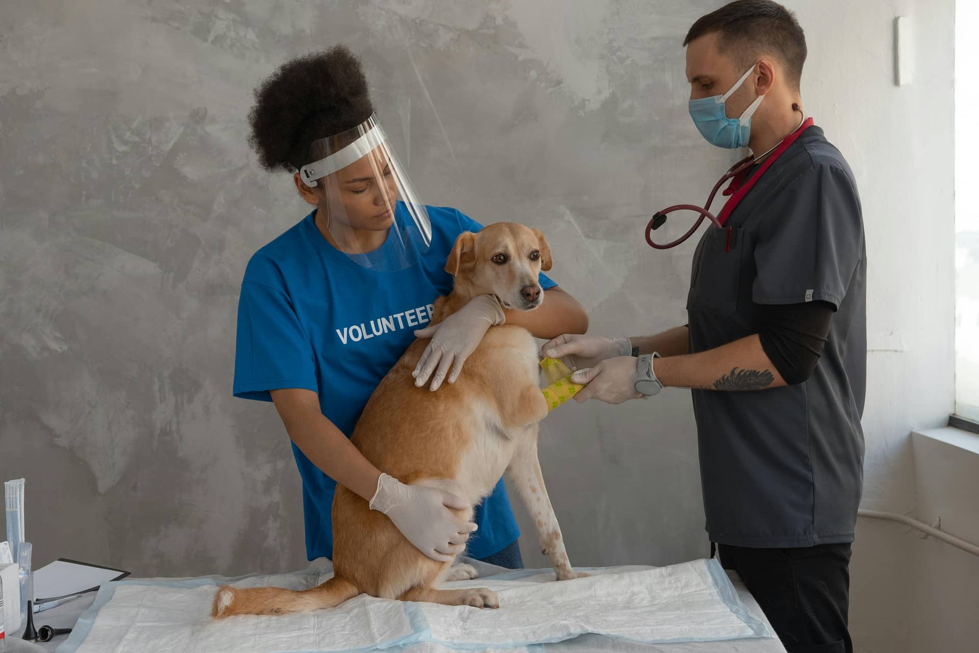 Paw Pals - Nature camp for Ages: 6-11 by Mohawk Hudson Humane Society