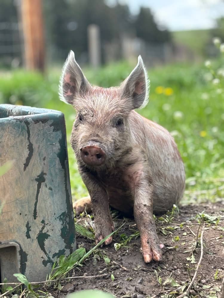 Homestead Week - Nature camp for Ages: 6-11 by Bodhi Farms